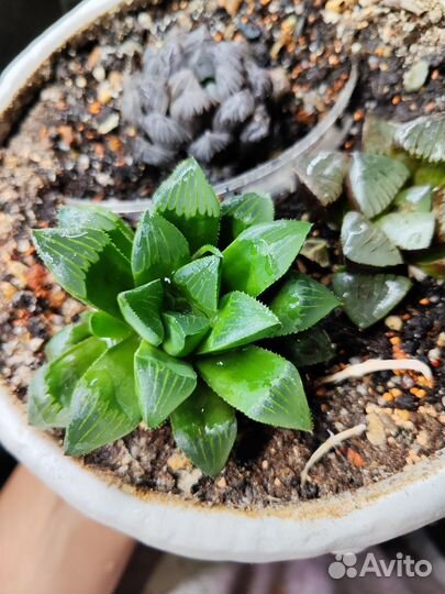 Суккуленты хавортия