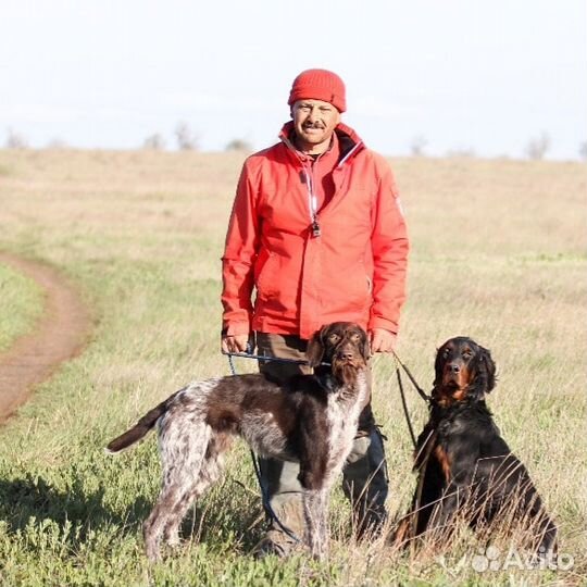 Натаска и дрессировка легавых
