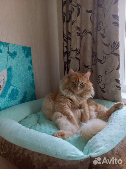 Лежанка для животных бу