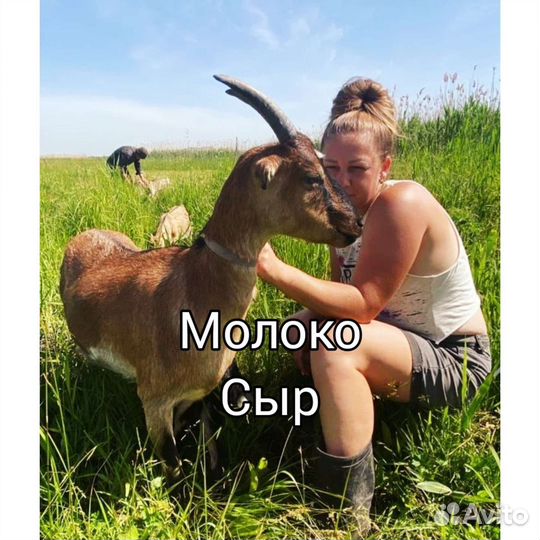 Козье молоко