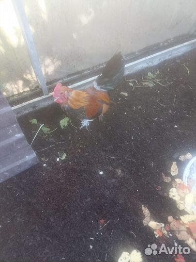 Петушки Алтайская Бентамка