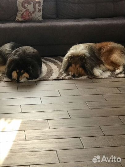 Вязка длинношерстных колли