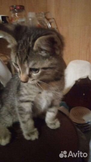 Кошка в дар