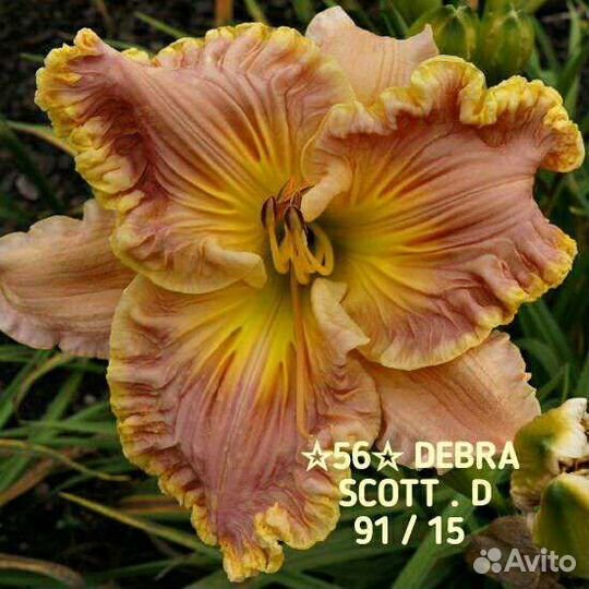 Лилейники сортовые Махровые