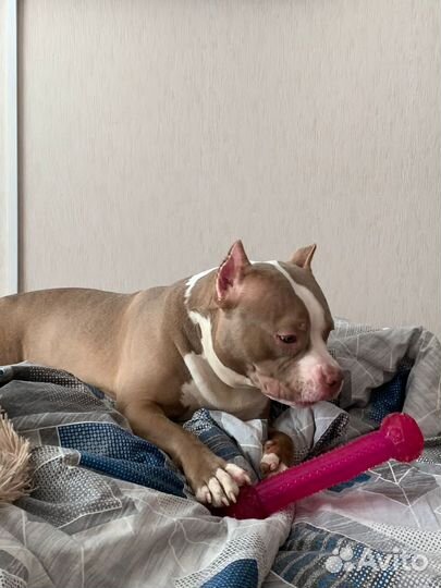 Американский булли вязка