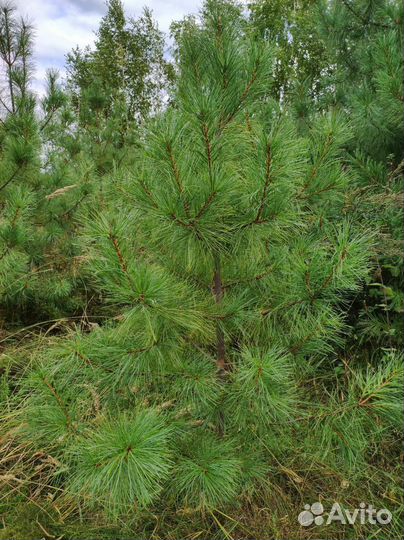 Саженцы кедра корейского (отправка по России)