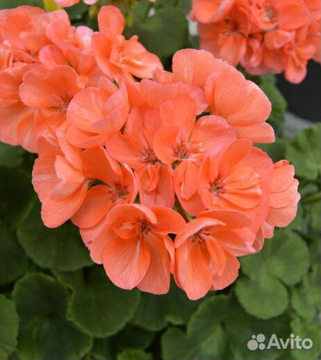 Пеларгонии зональные