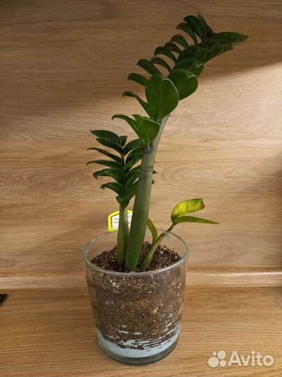 Замиокулькас зензи