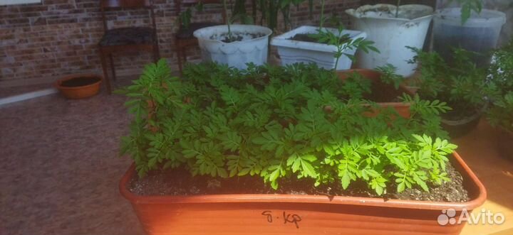 Рассада бархатцы