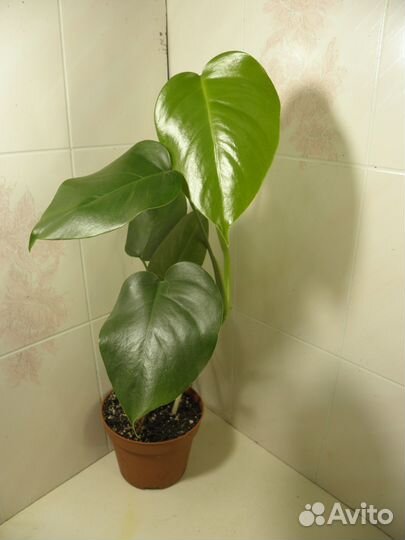 Рэо и Монстера