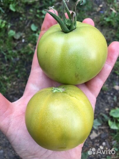 Семена томатов