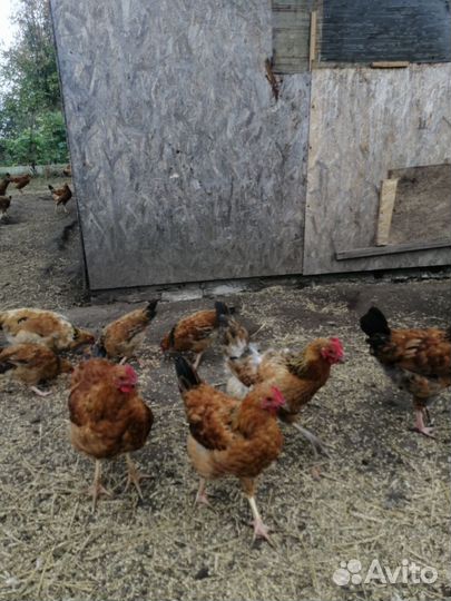 Молодые петушки Кучинская юбилейная