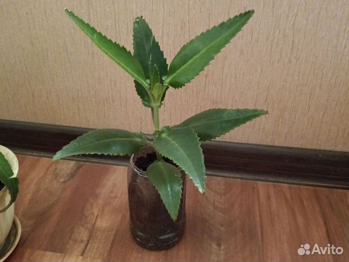 Каланхоэ лечебное