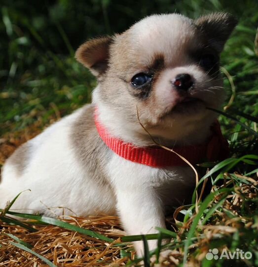 Очаровательный мальчик чихуа на фото