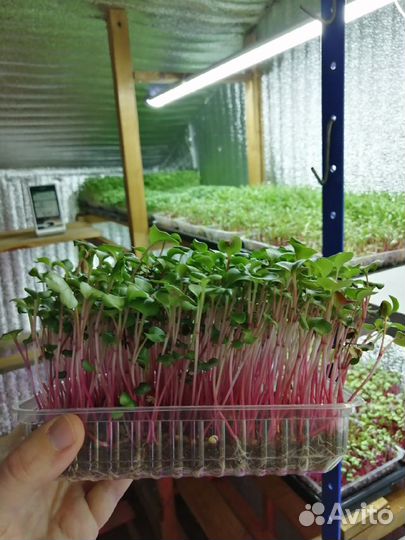 Семена для микрозелени