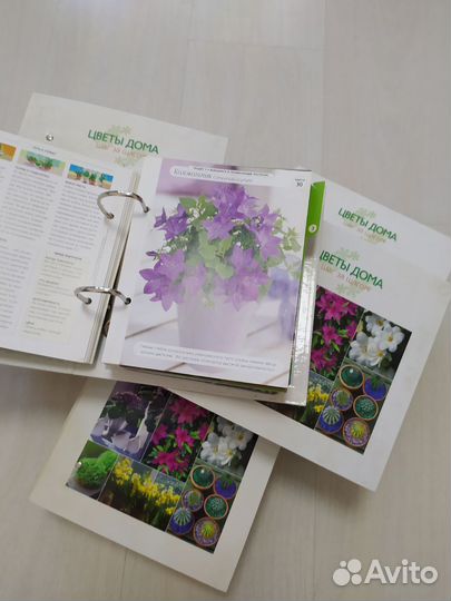 Карточки цветы дома