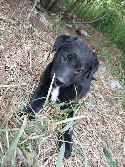 Собака в добрые руки отдам бесплатно