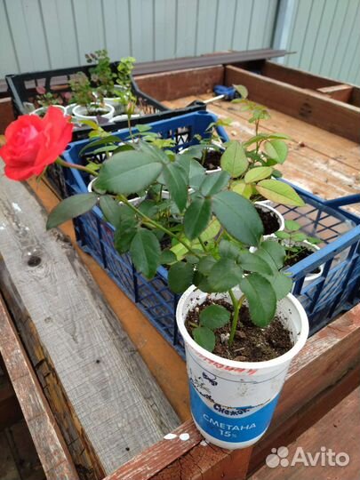 Розы кустовые и плетистые