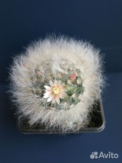 Кактус с детками, цветёт