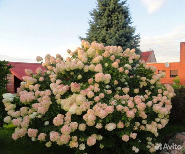 Гортензия Фантом