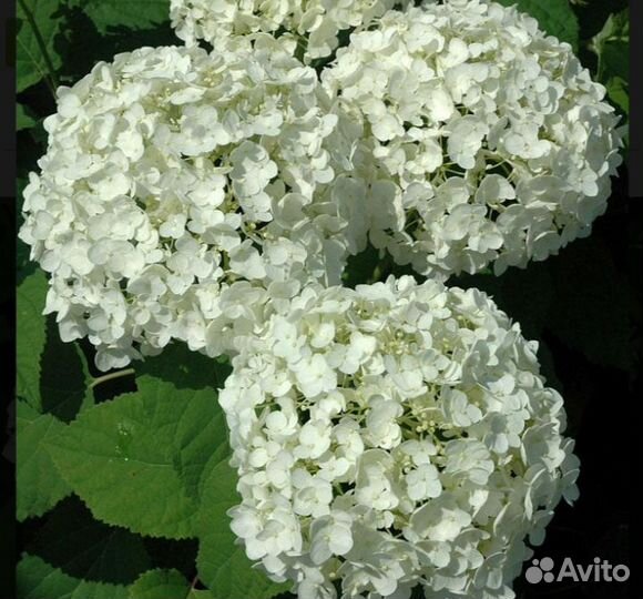 Гортензия