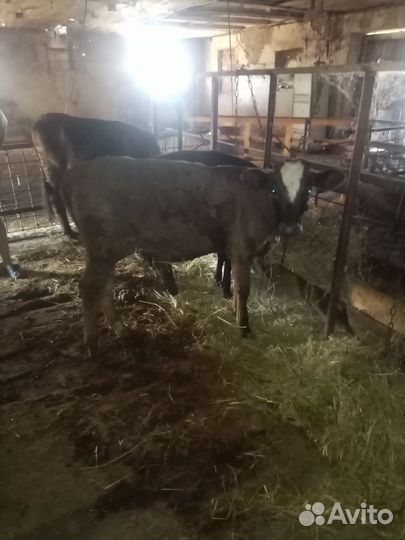 Телки продам
