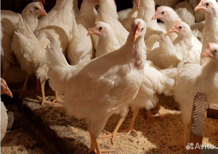 Куры - молодки на яйцо, 4 - 4.5-месячные