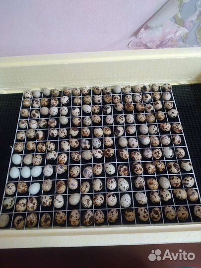 Перепела продажа