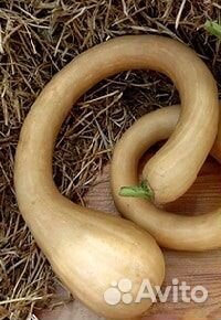 Семена тыквы мускатной