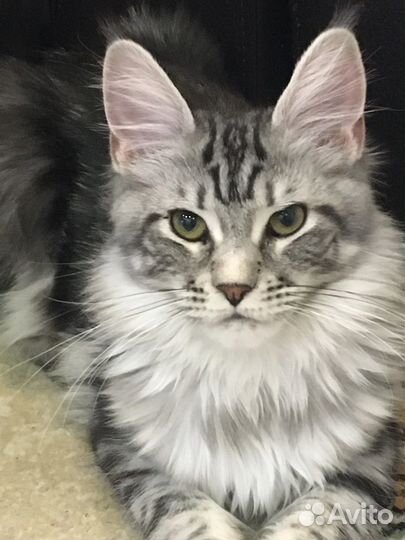 Котята мейн-кун