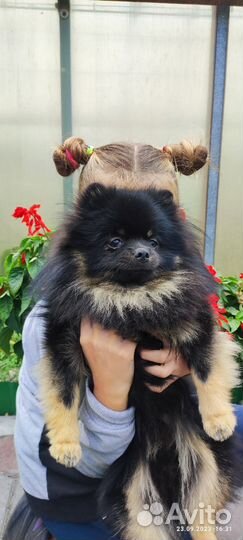 Вязка собак шпиц