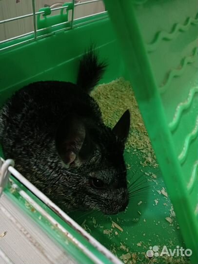 Шиншилла мальчик 1 год