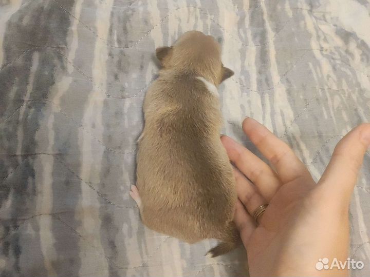 Щенки чихуахуа девочки