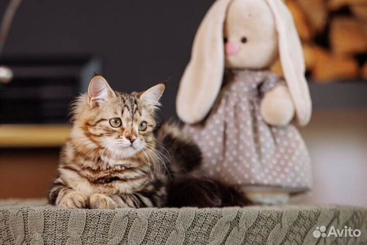 Леонора сибирский котенок