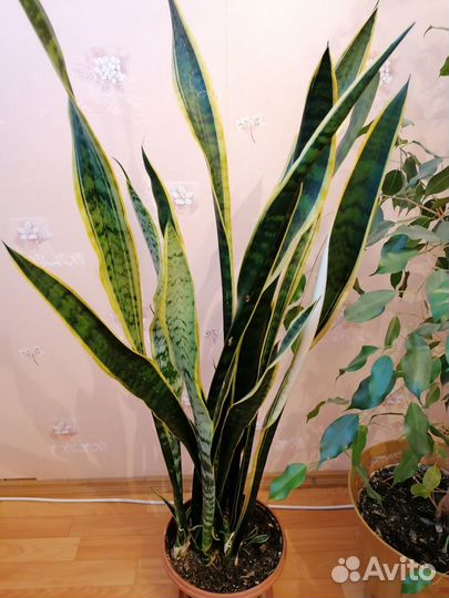 Комнатная высокая сансевьерия (или Тёщин язык)