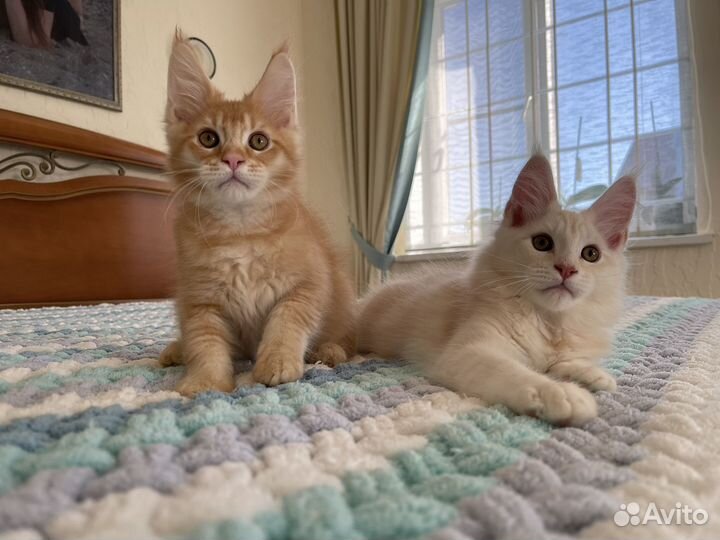 Осенние котики
