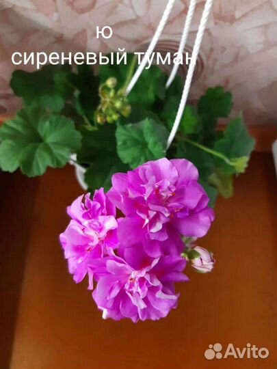 Пеларгония герань сортовая