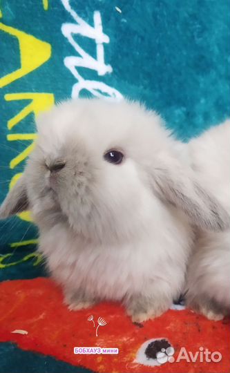 Крольчата и кролики карликовых пород для вас