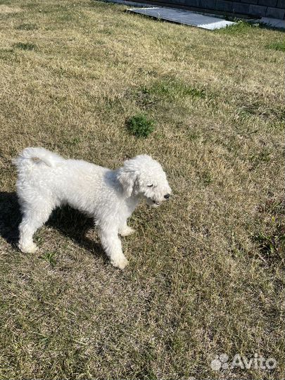 Щенки бишон фризе