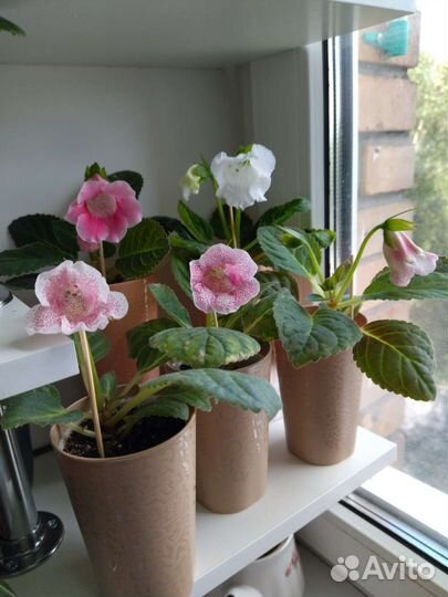 Глоксиния тидея