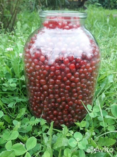 Красная смородина без веток, белая смородина