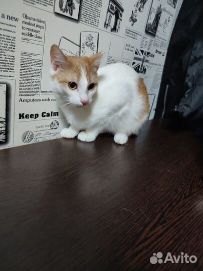 Отдам бесплатно кошку и котят