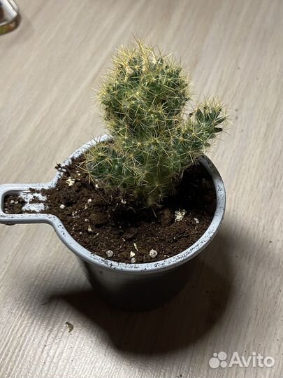 Кактусы и суккуленты