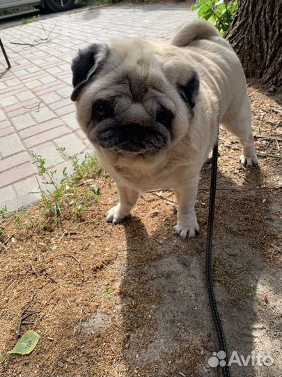 Гостевая передержка животных