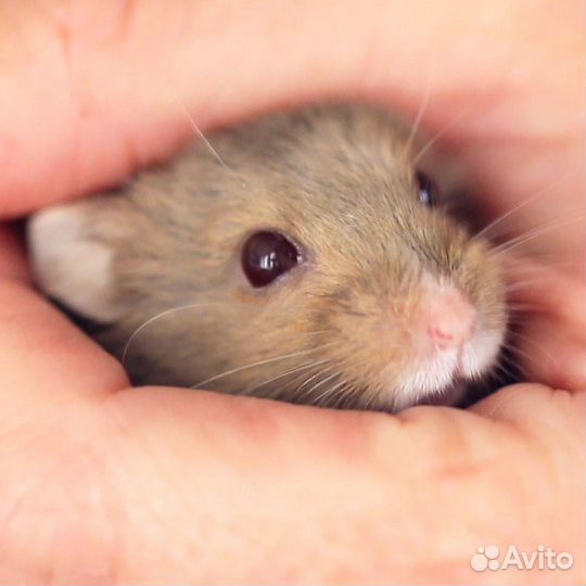 Домашние животные