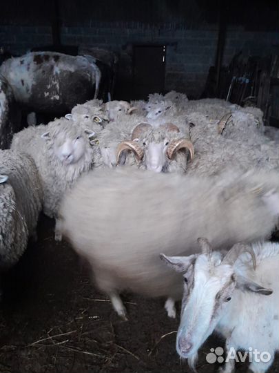 Овцы бараны козы