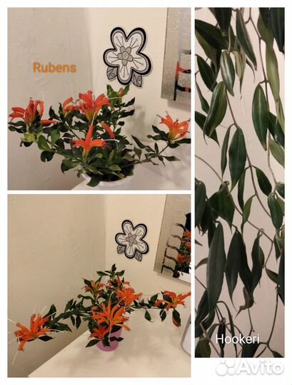 Сортовые Эсхинантусы