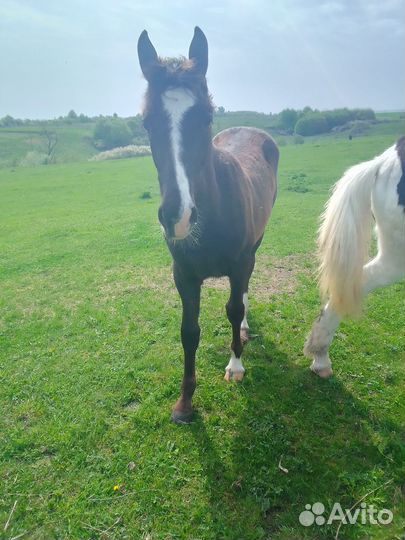 Кобыла тяжеловозной помеси