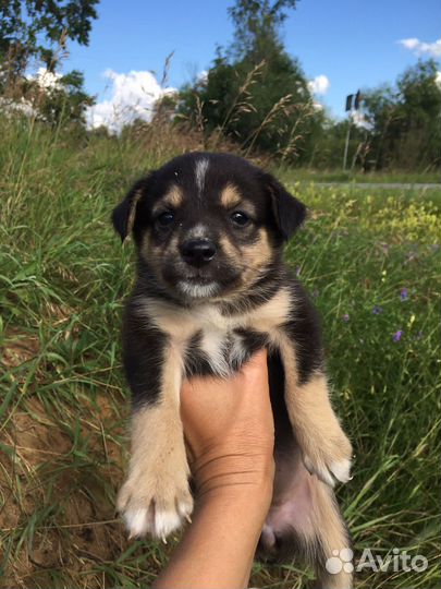 Собаки щенки