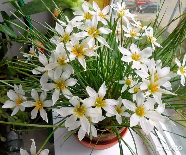 Зефирантес (выскочка)